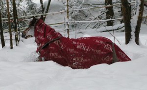 Pepita lever opp til dekkenet sitt